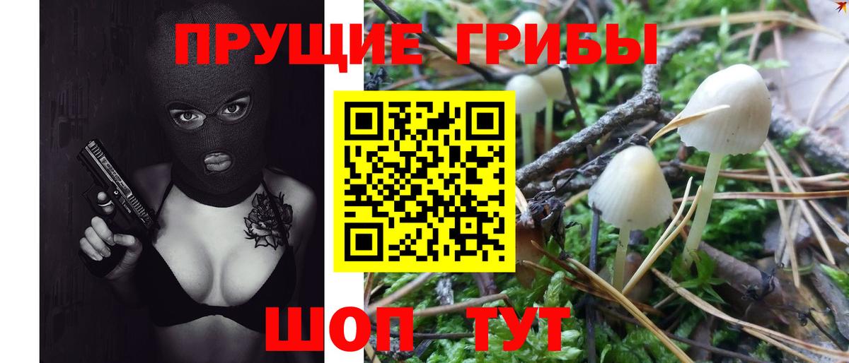Псилоцибиновые грибы Psilocybe  Вход с VPN  Псилоцибиновые грибы Psilocybe  Брянск 